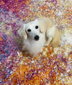 Crème of the Crop Dachshunds English Cream Miniature Dachshund Breeder Kai Father Stud