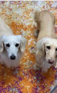 Crème of the Crop Dachshunds English Cream Miniature Dachshund Breeder Parents Magnolia Grace & Kai Stud