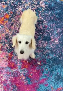 Crème of the Crop Dachshunds English Cream Miniature Dachshund Breeder Kai Father Stud 2