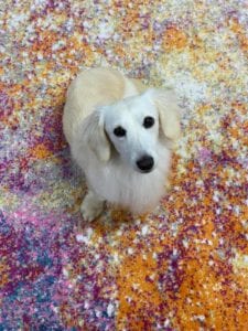 Crème of the Crop Dachshunds English Cream Miniature Dachshund Breeder Kai Father Stud 3