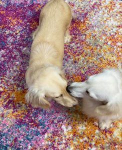 Crème of the Crop Dachshunds English Cream Miniature Dachshund Breeder Parents Magnolia Grace & Kai