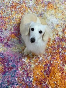 Crème of the Crop Dachshunds English Cream Miniature Dachshund Breeder Parents Kai