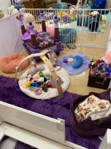 Crème of the Crop Dachshunds English Cream Miniature Dachshund Dream Cream Puppy Nursery Franklin, Texas 13