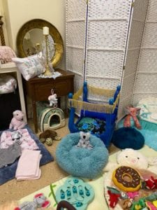 Crème of the Crop Dachshunds English Cream Miniature Dachshund Dream Cream Puppy Nursery Franklin, Texas 14