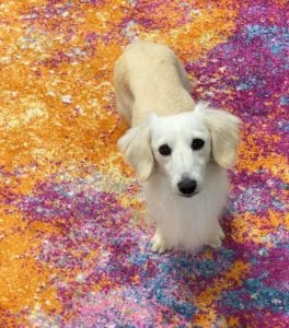 Crème of the Crop Dachshunds English Cream Miniature Dachshund Breeder Parents Kai 3