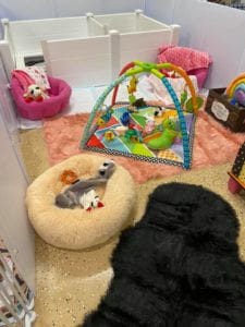 Crème of the Crop Dachshunds English Cream Miniature Dachshund Dream Cream Puppy Nursery Franklin, Texas 16