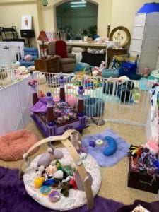 Crème of the Crop Dachshunds English Cream Miniature Dachshund Dream Cream Puppy Nursery Franklin, Texas 17