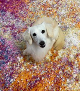 Crème of the Crop Dachshunds English Cream Miniature Dachshund Breeder Parents Kai 4