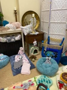 Crème of the Crop Dachshunds English Cream Miniature Dachshund Dream Cream Puppy Nursery Franklin, Texas 18