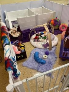 Crème of the Crop Dachshunds English Cream Miniature Dachshund Dream Cream Puppy Nursery Franklin, Texas 20