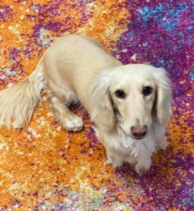 Crème of the Crop Dachshunds English Cream Miniature Dachshund Breeder Parents Magnolia Grace