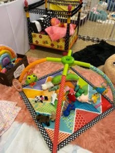 Crème of the Crop Dachshunds English Cream Miniature Dachshund Dream Cream Puppy Nursery Franklin, Texas 21