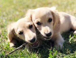Creme of the Crop Dachshunds - English Cream Miniature Dachshunds