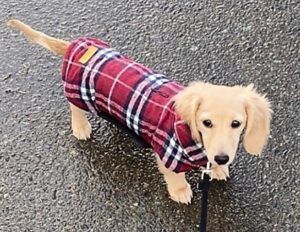 Creme of the Crop Dachshunds - English Cream Miniature Dachshunds