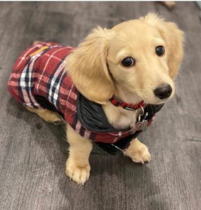 Creme of the Crop Dachshunds - English Cream Miniature Dachshunds