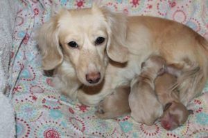 Creme of the Crop English Cream Miniature Dachshunds