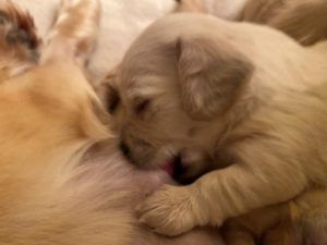 Creme of the Crop Dachshunds - English Cream Miniature Dachshunds