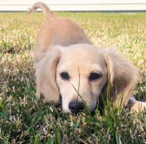 Creme of the Crop Dachshunds - English Cream Miniature Dachshunds