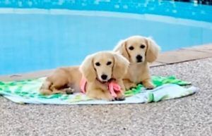 Creme of the Crop Dachshunds - English Cream Miniature Dachshunds