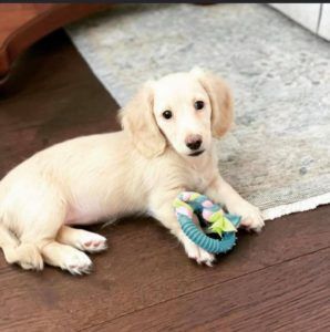 Creme of the Crop English Cream Miniature Dachshunds