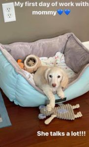 Creme of the Crop English Cream Miniature Dachshunds