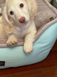 Creme of the Crop English Cream Miniature Dachshund Puppy