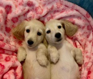 Creme of the Crop English Cream Miniature Dachshund Puppies