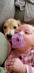 Creme of the Crop English Cream Miniature Dachshund Puppy