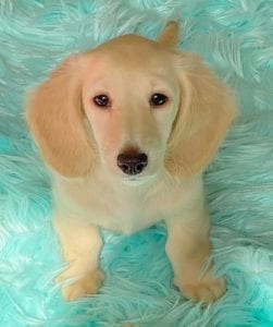 Creme of the Crop English Cream Miniature Dachshund Puppy