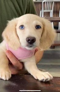 Crème of the Crop Dachshund Puppies