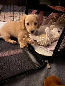 Creme of the Crop English Cream Miniature Dachshund Puppy