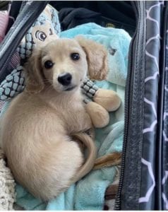 Creme of the Crop English Cream Miniature Dachshund Puppy