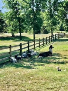 Creme of the Crop English Cream Miniature Dachshund Puppy