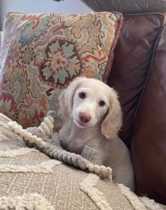 Creme of the Crop English Cream Miniature Dachshund Puppy