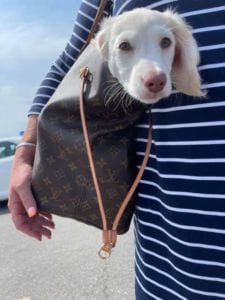 Creme of the Crop English Cream Miniature Dachshund Puppy