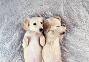 Creme of the Crop English Cream Miniature Dachshund Puppies