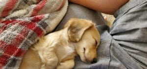 Creme of the Crop English Cream Miniature Dachshund Puppy