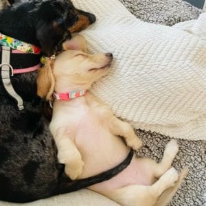 Creme of the Crop English Cream Miniature Dachshund Puppy