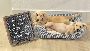 Creme of the Crop Dachshunds - English Cream Miniature Dachshunds