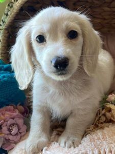 Creme of the Crop English Cream Miniature Dachshund Puppy