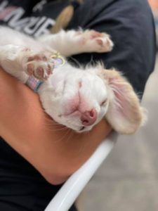 Creme of the Crop English Cream Miniature Dachshund Puppy