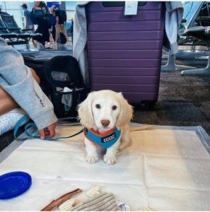 Creme of the Crop English Cream Miniature Dachshund Puppy