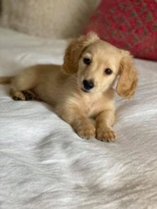 Creme of the Crop English Cream Miniature Dachshund Puppy