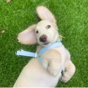 Creme of the Crop English Cream Miniature Dachshund Puppy