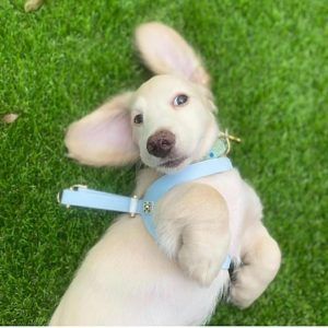 Crème of the Crop Dachshund Puppies