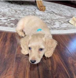 Creme of the Crop English Cream Miniature Dachshund Puppy