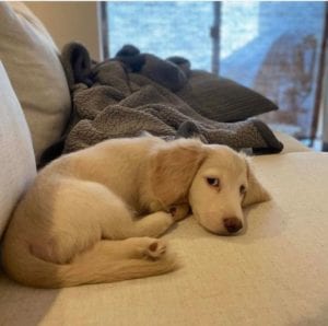 Creme of the Crop English Cream Miniature Dachshund Puppy
