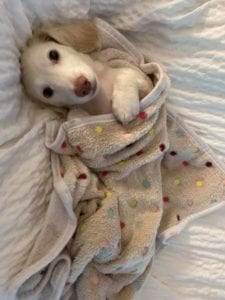 Creme of the Crop English Cream Miniature Dachshund Puppy