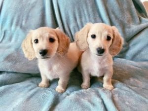 Creme of the Crop English Cream Miniature Dachshund Puppies