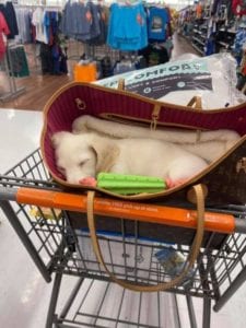 Creme of the Crop English Cream Miniature Dachshund Puppy